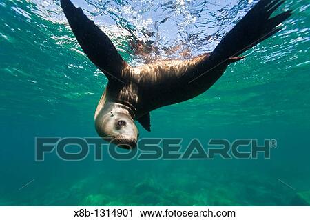 California sea lion Zalophus californianus underwater at Los Islotes the islets just outside of La Paz, Baja California Sur in the Gulf of California Sea of Cortez, Mexico View Large Photo Image Stock Image - California sea lion Zalophus californianus underwater at Los Islotes the islets just outside of La Paz, Baja California Sur in the Gulf of California Sea of Cortez, Mexico. Fotosearch