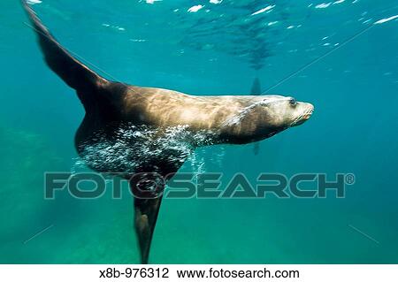 Stock Image - California sea lion Zalophus californianus underwater at Los Islotes the islets just outside of La Paz, Baja California Sur in the Gulf of California Sea of Cortez, Mexico. Fotosearch