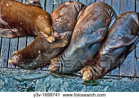 California Sea Lion Zalophus californianus, Newport, Oregon, USA View Large Photo Image Stock Image - California Sea Lion Zalophus californianus, Newport, Oregon, USA. Fotosearch