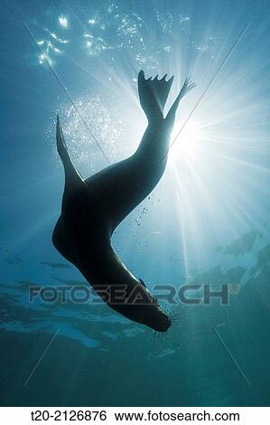 California Sea Lion, Zalophus californianus, Cedros Island, Mexico. View Large Photo Image Stock Photograph - California Sea Lion, Zalophus californianus, Cedros Island, Mexico.. Fotosearch