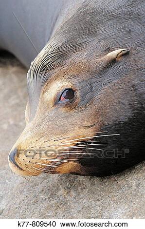 Californian Sealion (Zalophus californianus), Male. Monterey, California, USA. View Large Photo Image Stock Image - Californian Sealion (Zalophus californianus), Male. Monterey, California, USA.. Fotosearch