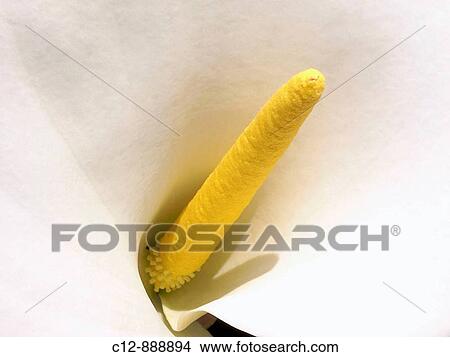 calla detail View Large Photo Image Picture - calla detail. Fotosearch