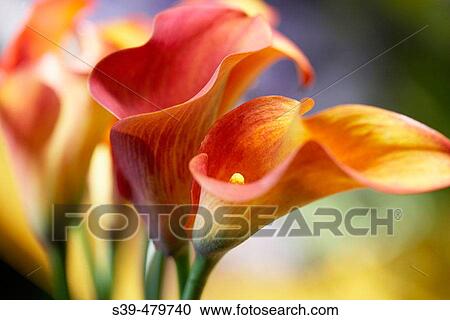 Calla lilies View Large Photo Image Stock Image - Calla lilies. Fotosearch