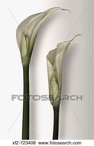 Stock Photo - Calla lilies. Fotosearch