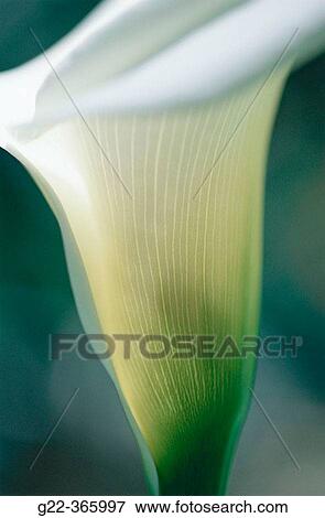 Calla lily detail. View Large Photo Image Stock Photo - Calla lily detail.. Fotosearch