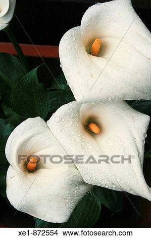 Picture - Calla Lily. Fotosearch