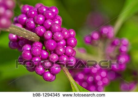 Callicarpa giraldii? Profusion? also called the beauty bush View Large Photo Image Stock Photography - Callicarpa giraldii? Profusion? also called the beauty bush. Fotosearch