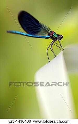 Calopteryx splendens - Dangerous bend View Large Photo Image Stock Image - Calopteryx splendens - Dangerous bend. Fotosearch
