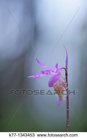 Calypso Orchid (Calypso bulbosa), Oulanka National Park, Finland, June 2010 View Large Photo Image Stock Image - Calypso Orchid (Calypso bulbosa), Oulanka National Park, Finland, June 2010. Fotosearch
