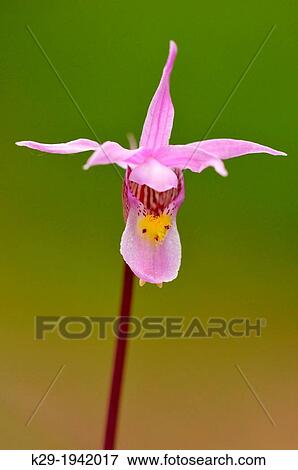 Calypso orchid (Calypso bulbosa), Jasper National Park, Alberta, Canada. View Large Photo Image Stock Photo - Calypso orchid (Calypso bulbosa), Jasper National Park, Alberta, Canada.. Fotosearch