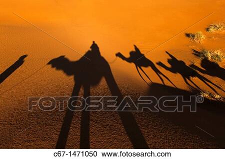 Camal Shadow Erg Chebbi Dunes Sahara Desert Morocco North Africa March View Large Photo Image Stock Image - Camal Shadow Erg Chebbi Dunes Sahara Desert Morocco North Africa March. Fotosearch