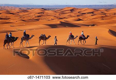 Camals at Dawn Erg Chebbi Dunes Sahara Desert Morocco North Africa March View Large Photo Image Stock Image - Camals at Dawn Erg Chebbi Dunes Sahara Desert Morocco North Africa March. Fotosearch