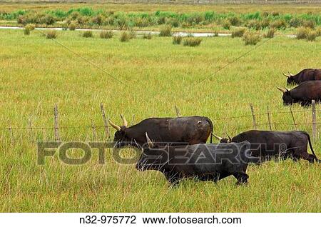 Camargue bulls, Aigues-Mortes. Petite Camargue, Gard, Languedoc-Roussillon, France View Large Photo Image Stock Image - Camargue bulls, Aigues-Mortes. Petite Camargue, Gard, Languedoc-Roussillon, France. Fotosearch