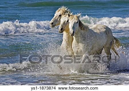 Camargue Horse, Adults Trotting on the Beach, Saintes Marie de la Mer in Camargue, in the South of France View Large Photo Image Picture - Camargue Horse, Adults Trotting on the Beach, Saintes Marie de la Mer in Camargue, in the South of France. Fotosearch