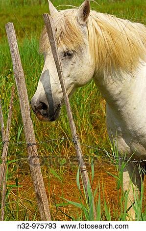 Camargue horse, Aigues-Mortes. Petite Camargue, Gard, Languedoc-Roussillon, France View Large Photo Image Stock Image - Camargue horse, Aigues-Mortes. Petite Camargue, Gard, Languedoc-Roussillon, France. Fotosearch