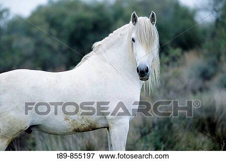 Stock Photo - Camargue horse Equus caballus. Fotosearch