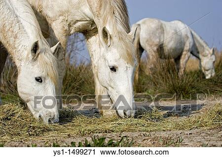 Camargue Horse Galloping, Group eating Dry Grass, Saintes Marie de la Mer in the South of France View Large Photo Image Stock Image - Camargue Horse Galloping, Group eating Dry Grass, Saintes Marie de la Mer in the South of France. Fotosearch