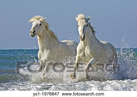 Camargue Horse Galloping on Beach, Saintes Maries de la Mer, Camargue in the South of France. View Large Photo Image Stock Photo - Camargue Horse Galloping on Beach, Saintes Maries de la Mer, Camargue in the South of France.. Fotosearch