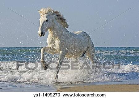 Stock Image - Camargue Horse Galloping on the Beach, Saintes Marie de la Mer in the South of France. Fotosearch