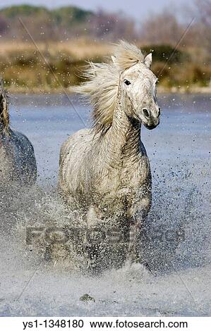 CAMARGUE HORSE, GALOPPING IN SWAMP, SAINTES MARIE DE LA MER IN SOUTH OF FRANCE View Large Photo Image Stock Image - CAMARGUE HORSE, GALOPPING IN SWAMP, SAINTES MARIE DE LA MER IN SOUTH OF FRANCE. Fotosearch