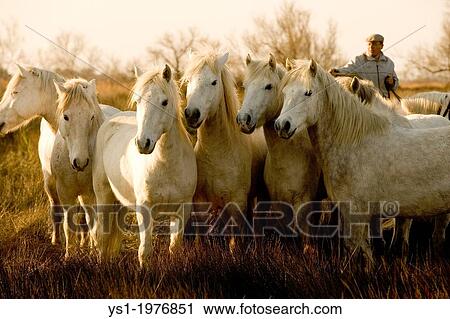 Camargue Horse, Gardian with Herd standing in Swamp, Camargue in the South of France. View Large Photo Image Stock Image - Camargue Horse, Gardian with Herd standing in Swamp, Camargue in the South of France.. Fotosearch