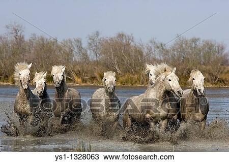 CAMARGUE HORSE, HERD GALLOPING IN SWAMP, SAINTES MARIE DE LA MER IN THE SOUTH OF FRANCE View Large Photo Image Stock Image - CAMARGUE HORSE, HERD GALLOPING IN SWAMP, SAINTES MARIE DE LA MER IN THE SOUTH OF FRANCE. Fotosearch