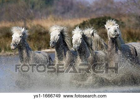 Camargue Horse, Herd Galloping in Swamp, Saintes Marie de la Mer in South East of France View Large Photo Image Stock Photo - Camargue Horse, Herd Galloping in Swamp, Saintes Marie de la Mer in South East of France. Fotosearch