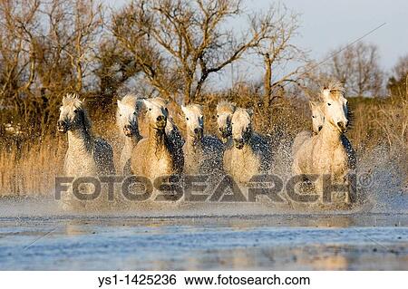CAMARGUE HORSE, HERD GALLOPING IN WATER, SAINTES MARIE DE LA MER IN THE SOUTH OF FRANCE View Large Photo Image Stock Photograph - CAMARGUE HORSE, HERD GALLOPING IN WATER, SAINTES MARIE DE LA MER IN THE SOUTH OF FRANCE. Fotosearch