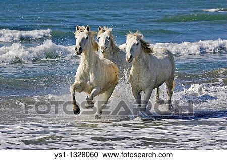 CAMARGUE HORSE, HERD GALLOPING ON BEACH, SAINTES MARIE DE LA MER IN THE SOUTH OF FRANCE View Large Photo Image Stock Image - CAMARGUE HORSE, HERD GALLOPING ON BEACH, SAINTES MARIE DE LA MER IN THE SOUTH OF FRANCE. Fotosearch