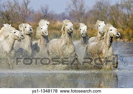 CAMARGUE HORSE, HERD GALOPPING IN SWAMP, SAINTES MARIE DE LA MER IN SOUTH OF FRANCE View Large Photo Image Stock Photo - CAMARGUE HORSE, HERD GALOPPING IN SWAMP, SAINTES MARIE DE LA MER IN SOUTH OF FRANCE. Fotosearch