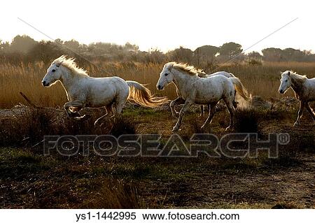 CAMARGUE HORSE, HERD GALOPPING, SAINTES MARIE DE LA MER IN SOUTH OF FRANCE View Large Photo Image Stock Photography - CAMARGUE HORSE, HERD GALOPPING, SAINTES MARIE DE LA MER IN SOUTH OF FRANCE. Fotosearch