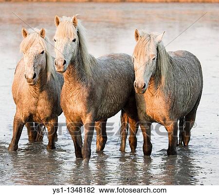 CAMARGUE HORSE, HERD STANDING IN SWAMP, SAINTES MARIE DE LA MER IN SOUTH OF FRANCE View Large Photo Image Stock Image - CAMARGUE HORSE, HERD STANDING IN SWAMP, SAINTES MARIE DE LA MER IN SOUTH OF FRANCE. Fotosearch