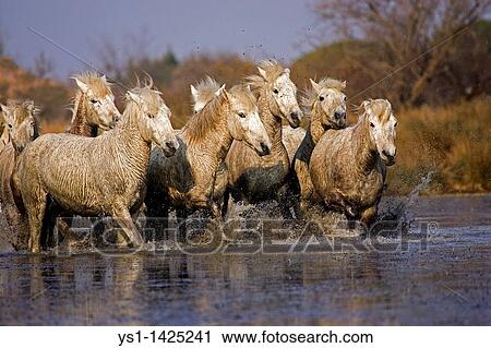 CAMARGUE HORSE, HERD STANDING IN SWAMP, SAINTES MARIE DE LA MER IN THE SOUTH OF FRANCE View Large Photo Image Stock Image - CAMARGUE HORSE, HERD STANDING IN SWAMP, SAINTES MARIE DE LA MER IN THE SOUTH OF FRANCE. Fotosearch