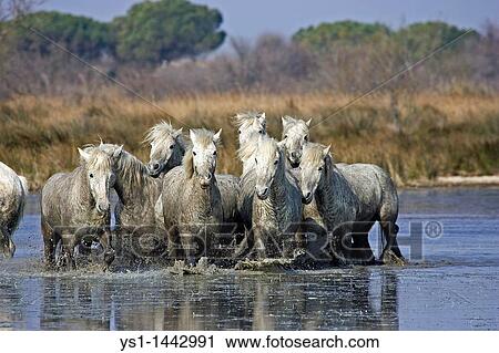 CAMARGUE HORSE, HERD STANDING IN SWAMP, SAINTES MARIE DE LA MER IN SOUTH OF FRANCE View Large Photo Image Stock Image - CAMARGUE HORSE, HERD STANDING IN SWAMP, SAINTES MARIE DE LA MER IN SOUTH OF FRANCE. Fotosearch