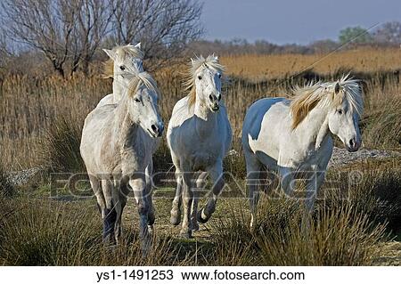 Camargue Horse, Herd standing in Swamp, Saintes Marie de la Mer in Camargue, in the South of France View Large Photo Image Stock Image - Camargue Horse, Herd standing in Swamp, Saintes Marie de la Mer in Camargue, in the South of France. Fotosearch
