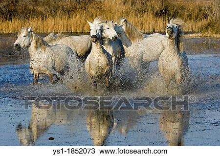 Camargue Horse, Herd standing in Swamp, Saintes Marie de la Mer in Camargue, in the South of France View Large Photo Image Stock Image - Camargue Horse, Herd standing in Swamp, Saintes Marie de la Mer in Camargue, in the South of France. Fotosearch