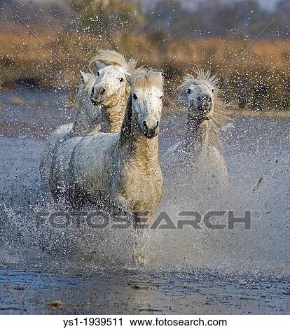 Camargue Horse, Herd standing in Swamp, Camargue in the South of France. View Large Photo Image Stock Image - Camargue Horse, Herd standing in Swamp, Camargue in the South of France.. Fotosearch