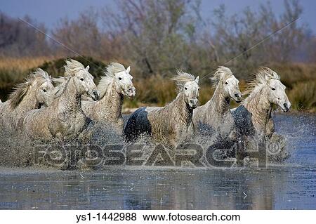 CAMARGUE HORSE, HERD STANDING IN SWAMP, SAINTES MARIE DE LA MER IN SOUTH OF FRANCE View Large Photo Image Stock Photo - CAMARGUE HORSE, HERD STANDING IN SWAMP, SAINTES MARIE DE LA MER IN SOUTH OF FRANCE. Fotosearch