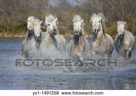 Stock Photo - Camargue Horse, Herd standing in Swamp, Saintes Marie de la Mer in Camargue, in the South of France. Fotosearch