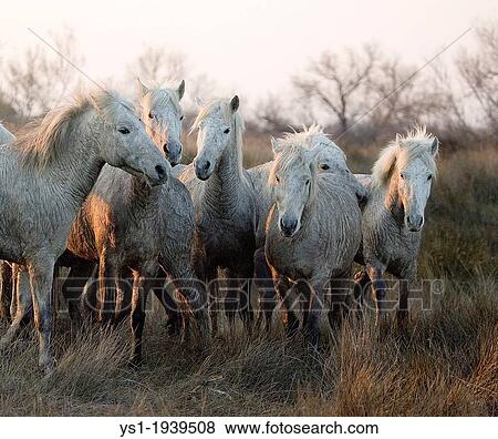 Camargue Horse, Herd standing in Swamp, Camargue in the South of France. View Large Photo Image Stock Photo - Camargue Horse, Herd standing in Swamp, Camargue in the South of France.. Fotosearch