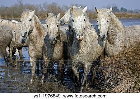 Camargue Horse, Herd standing in Swamp, Camargue in the South of France. View Large Photo Image Stock Photo - Camargue Horse, Herd standing in Swamp, Camargue in the South of France.. Fotosearch