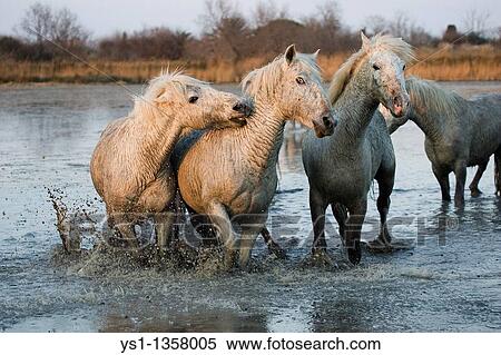 CAMARGUE HORSE, HERD STANDING IN SWAMP, SAINTES MARIE DE LA MER IN THE SOUTH OF FRANCE View Large Photo Image Stock Photography - CAMARGUE HORSE, HERD STANDING IN SWAMP, SAINTES MARIE DE LA MER IN THE SOUTH OF FRANCE. Fotosearch