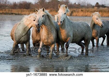 Camargue Horse, Herd standing in Swamp, Saintes Marie de la Mer in South East of France View Large Photo Image Stock Photography - Camargue Horse, Herd standing in Swamp, Saintes Marie de la Mer in South East of France. Fotosearch