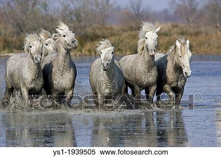 Camargue Horse, Herd standing in Swamp, Camargue in the South of France. View Large Photo Image Stock Photography - Camargue Horse, Herd standing in Swamp, Camargue in the South of France.. Fotosearch