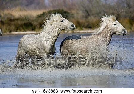 Stock Image - Camargue Horse, Horses Galloping in Swamp, Saintes Marie de la Mer in South East of France. Fotosearch