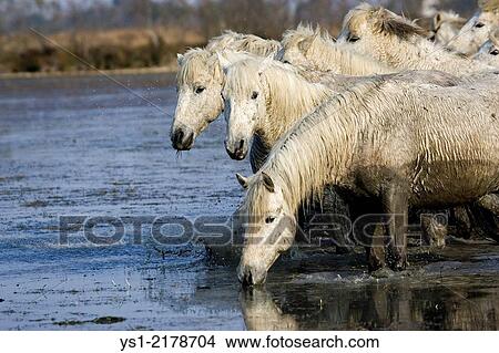 CAMARGUE HORSE IN SAINTES MARIE DE LA MER IN THE SOUTH OF FRANCE. View Large Photo Image Picture - CAMARGUE HORSE IN SAINTES MARIE DE LA MER IN THE SOUTH OF FRANCE.. Fotosearch