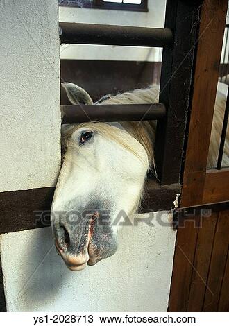 Camargue Horse in Stable. View Large Photo Image Stock Image - Camargue Horse in Stable.. Fotosearch