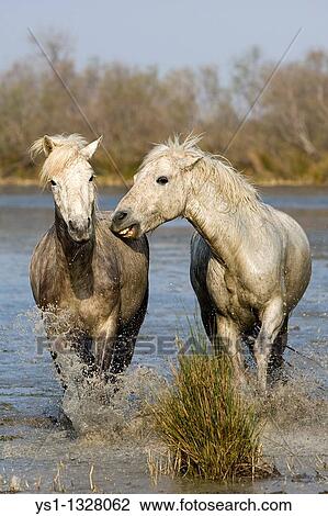 Stock Image - CAMARGUE HORSE, PAIR STANDING IN SWAMP, SAINTES MARIE DE LA MER IN THE SOUTH OF FRANCE. Fotosearch