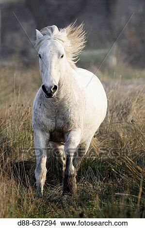 Camargue horse. Saintes-Maries-de-la-Mer. Camargue, Bouches du Rhone. France. View Large Photo Image Picture - Camargue horse. Saintes-Maries-de-la-Mer. Camargue, Bouches du Rhone. France.. Fotosearch