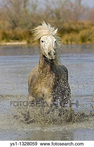 CAMARGUE HORSE, SAINTES MARIE DE LA MER IN THE SOUTH OF FRANCE View Large Photo Image Stock Photo - CAMARGUE HORSE, SAINTES MARIE DE LA MER IN THE SOUTH OF FRANCE. Fotosearch